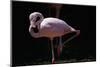 Flamingo-null-Mounted Photographic Print