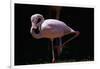 Flamingo-null-Framed Photographic Print