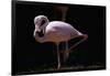 Flamingo-null-Framed Photographic Print