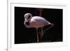 Flamingo-null-Framed Photographic Print