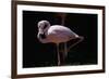 Flamingo-null-Framed Photographic Print
