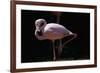 Flamingo-null-Framed Photographic Print