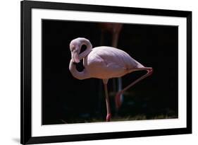 Flamingo-null-Framed Photographic Print