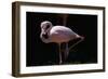 Flamingo-null-Framed Photographic Print