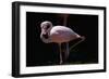 Flamingo-null-Framed Photographic Print