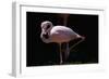 Flamingo-null-Framed Photographic Print