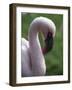 Flamingo-null-Framed Photographic Print