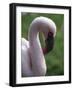 Flamingo-null-Framed Photographic Print