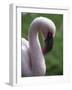 Flamingo-null-Framed Photographic Print