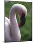 Flamingo-null-Mounted Photographic Print