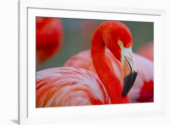 Flamingo-Dennis Goodman-Framed Photographic Print