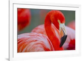 Flamingo-Dennis Goodman-Framed Photographic Print