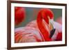 Flamingo-Dennis Goodman-Framed Photographic Print