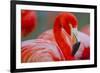 Flamingo-Dennis Goodman-Framed Photographic Print