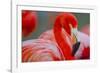 Flamingo-Dennis Goodman-Framed Photographic Print