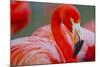 Flamingo-Dennis Goodman-Mounted Photographic Print