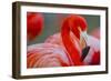 Flamingo-Dennis Goodman-Framed Photographic Print