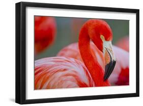 Flamingo-Dennis Goodman-Framed Photographic Print