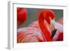 Flamingo-Dennis Goodman-Framed Photographic Print