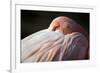 Flamingo-Edwin Butter-Framed Photographic Print