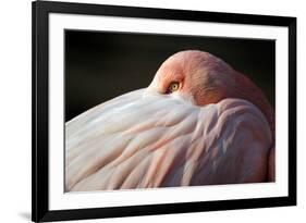 Flamingo-Edwin Butter-Framed Photographic Print