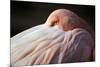 Flamingo-Edwin Butter-Mounted Photographic Print