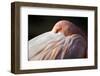 Flamingo-Edwin Butter-Framed Photographic Print