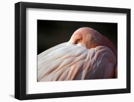 Flamingo-Edwin Butter-Framed Photographic Print