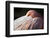 Flamingo-Edwin Butter-Framed Photographic Print