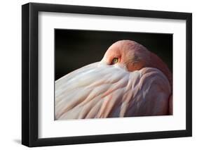 Flamingo-Edwin Butter-Framed Photographic Print