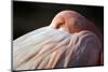 Flamingo-Edwin Butter-Mounted Photographic Print