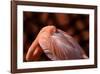 Flamingo-Don Spears-Framed Art Print