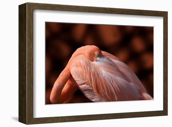 Flamingo-Don Spears-Framed Art Print