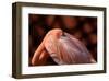 Flamingo-Don Spears-Framed Art Print