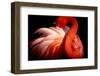 Flamingo-Makoto Nishikura-Framed Photographic Print