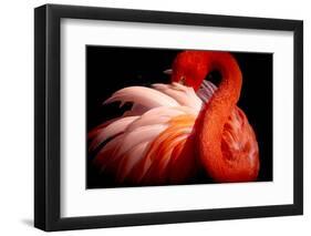 Flamingo-Makoto Nishikura-Framed Photographic Print