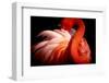 Flamingo-Makoto Nishikura-Framed Photographic Print