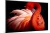 Flamingo-Makoto Nishikura-Mounted Photographic Print