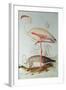 Flamingo-Edward Lear-Framed Giclee Print