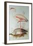 Flamingo-Edward Lear-Framed Giclee Print