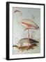 Flamingo-Edward Lear-Framed Giclee Print