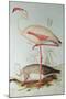 Flamingo-Edward Lear-Mounted Giclee Print