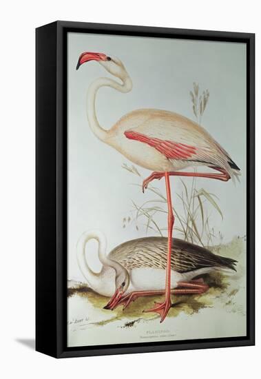 Flamingo-Edward Lear-Framed Stretched Canvas