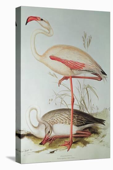 Flamingo-Edward Lear-Stretched Canvas