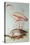 Flamingo-Edward Lear-Stretched Canvas