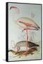 Flamingo-Edward Lear-Framed Stretched Canvas