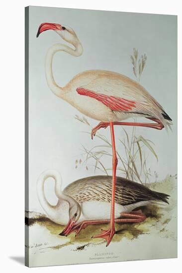 Flamingo-Edward Lear-Stretched Canvas