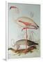 Flamingo-Edward Lear-Framed Giclee Print