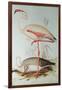 Flamingo-Edward Lear-Framed Giclee Print