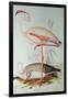 Flamingo-Edward Lear-Framed Giclee Print